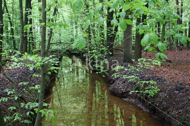 Beech (Fagus sylvatica)