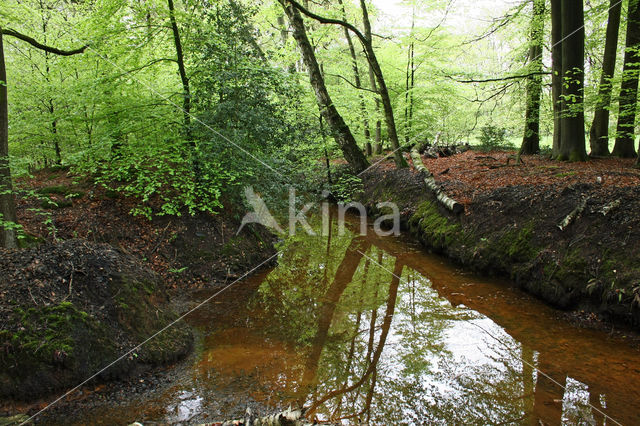 Beech (Fagus sylvatica)