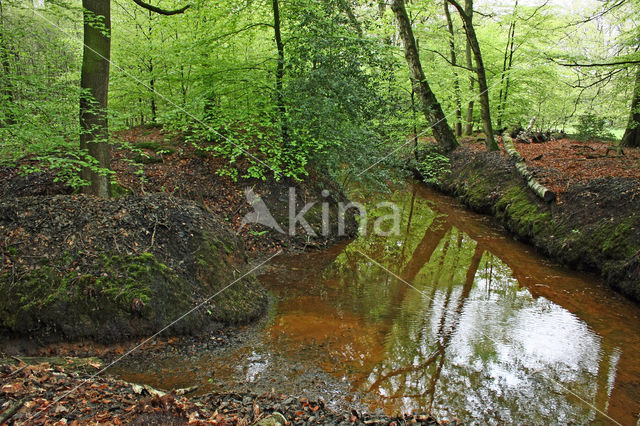 Beech (Fagus sylvatica)