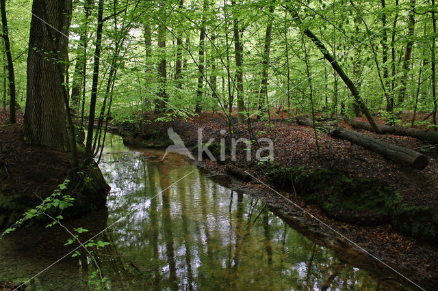 Beuk (Fagus sylvatica)