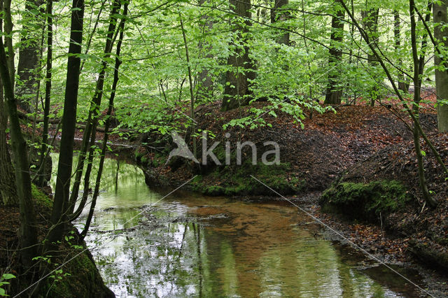 Beech (Fagus sylvatica)