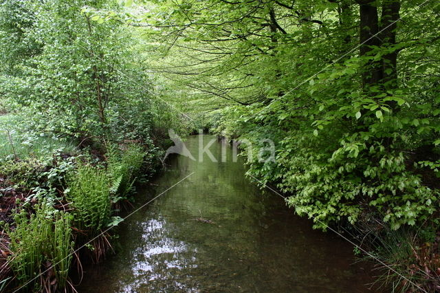 Beech (Fagus sylvatica)