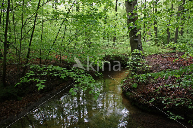 Beech (Fagus sylvatica)