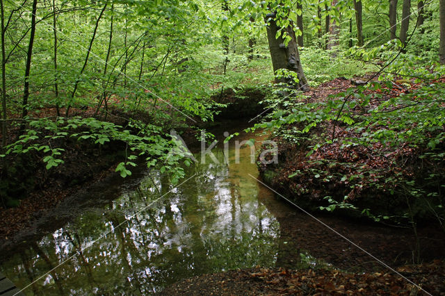 Beuk (Fagus sylvatica)