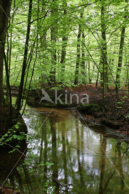 Beech (Fagus sylvatica)