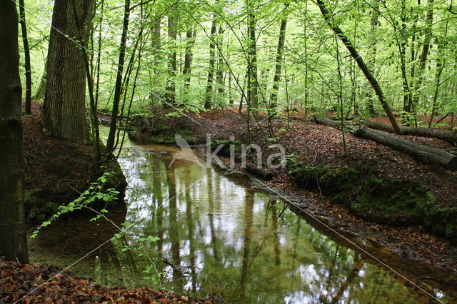 Beech (Fagus sylvatica)