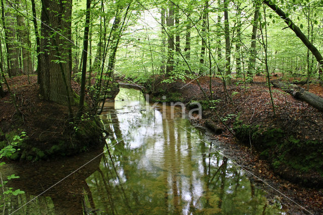 Beech (Fagus sylvatica)