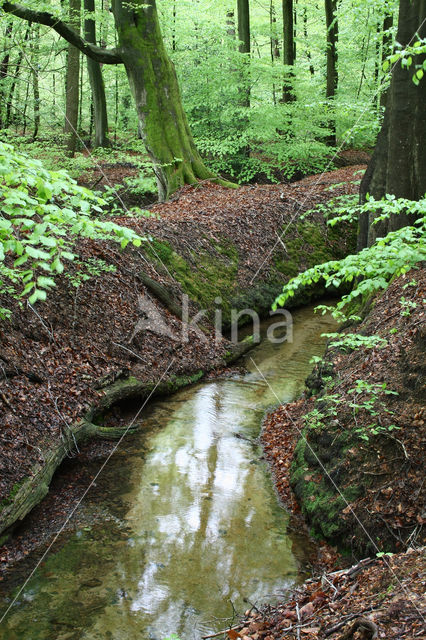 Beuk (Fagus sylvatica)