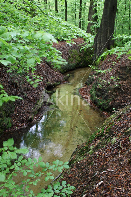 Beech (Fagus sylvatica)