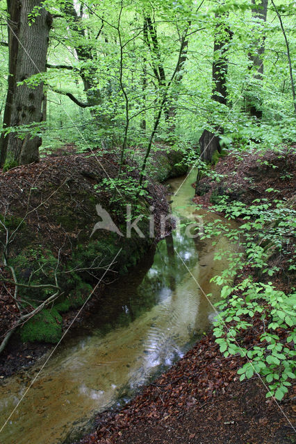 Beech (Fagus sylvatica)