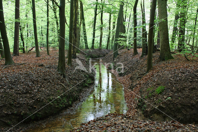 Beech (Fagus sylvatica)