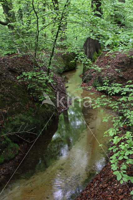 Beuk (Fagus sylvatica)