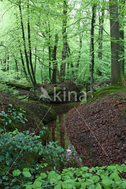 Beech (Fagus sylvatica)