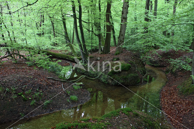 Beuk (Fagus sylvatica)