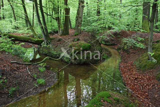 Beech (Fagus sylvatica)