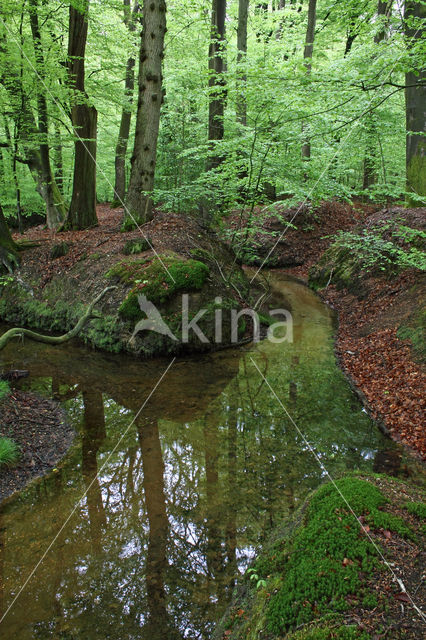 Beuk (Fagus sylvatica)