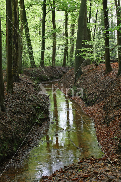 Beuk (Fagus sylvatica)