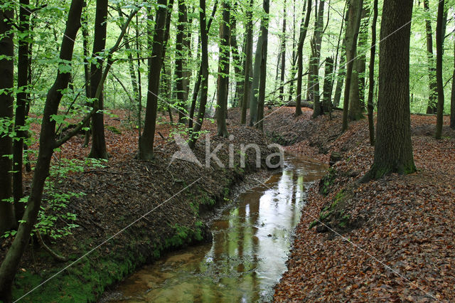 Beuk (Fagus sylvatica)