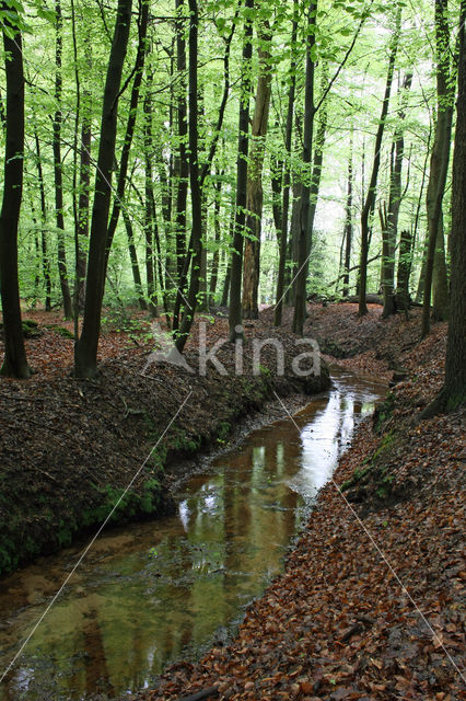 Beech (Fagus sylvatica)