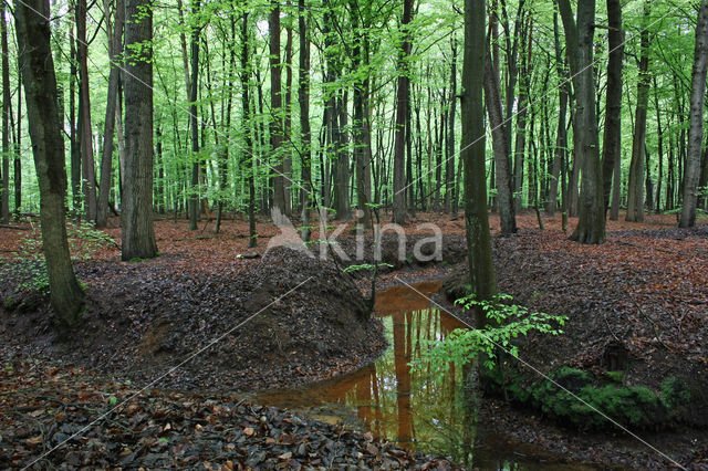 Beech (Fagus sylvatica)