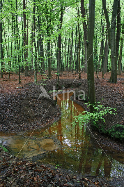 Beech (Fagus sylvatica)