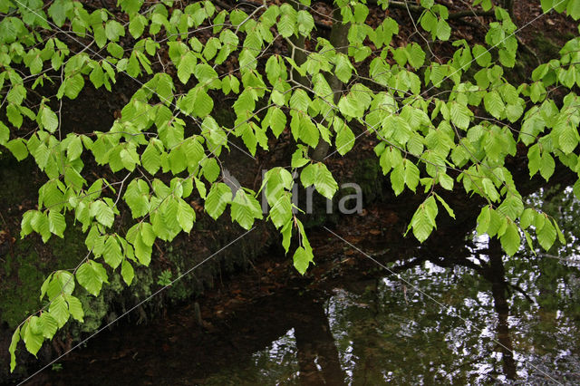 Beech (Fagus sylvatica)