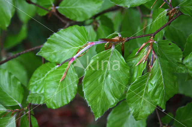 Beech (Fagus sylvatica)