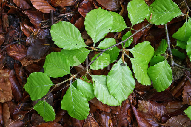 Beuk (Fagus sylvatica)