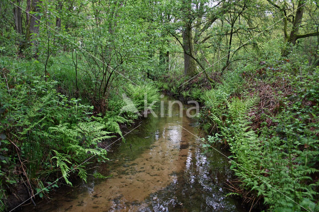 Beech (Fagus sylvatica)