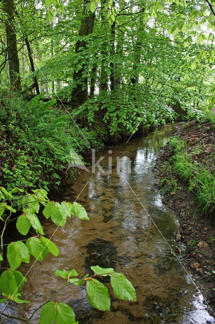 Beech (Fagus sylvatica)