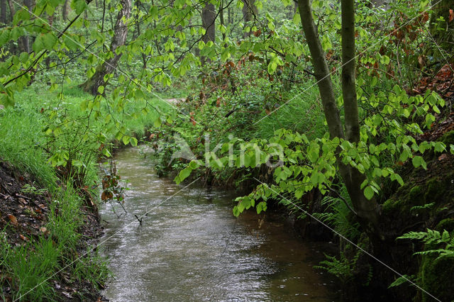 Beech (Fagus sylvatica)