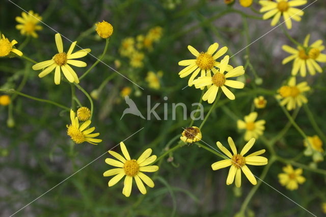 Narrow-leaved Ragwort (Senecio inaequidens)