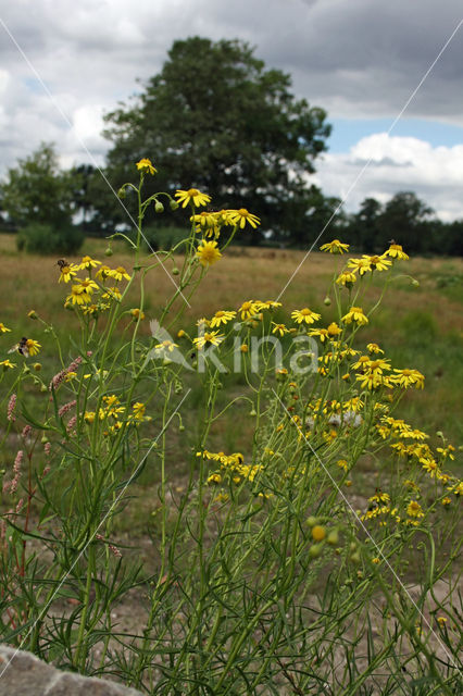 Narrow-leaved Ragwort (Senecio inaequidens)