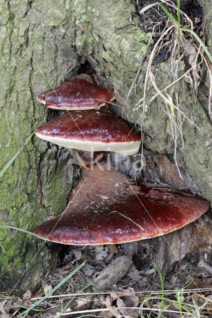 Biefstukzwam (Fistulina hepatica)