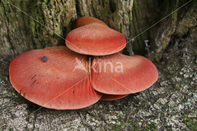 Biefstukzwam (Fistulina hepatica)