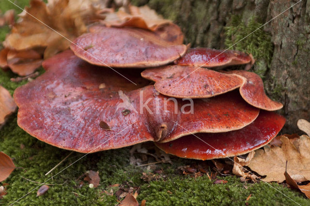 Biefstukzwam (Fistulina hepatica)