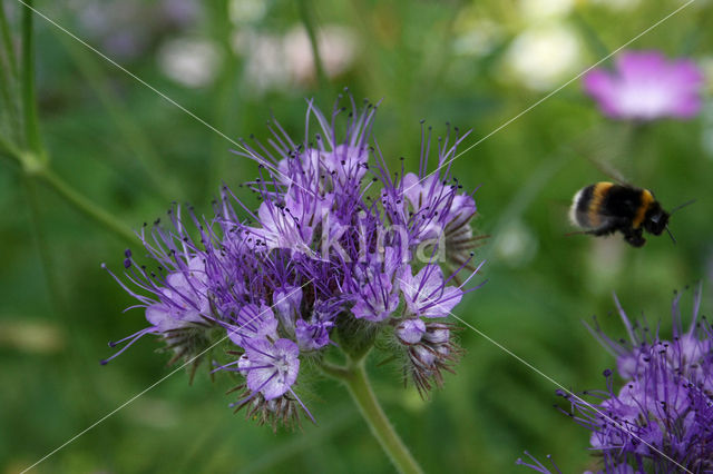 Bijenvoer (Phacelia tanacetifolia)