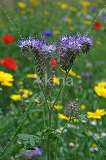 Bijenvoer (Phacelia tanacetifolia)