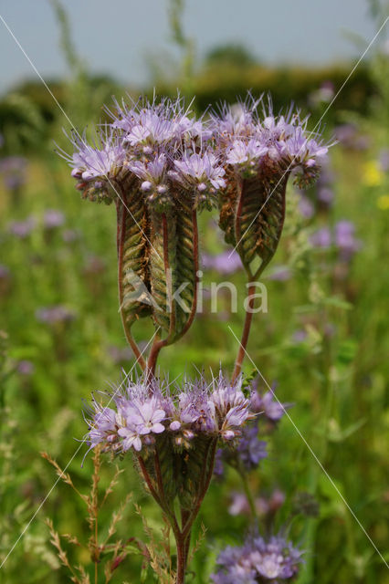 Bijenvoer (Phacelia tanacetifolia)