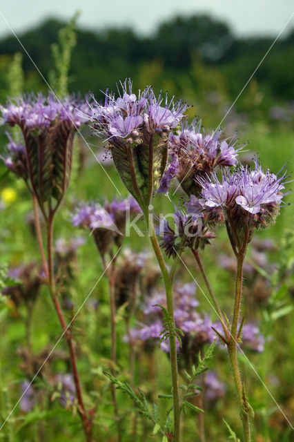 Bijenvoer (Phacelia tanacetifolia)