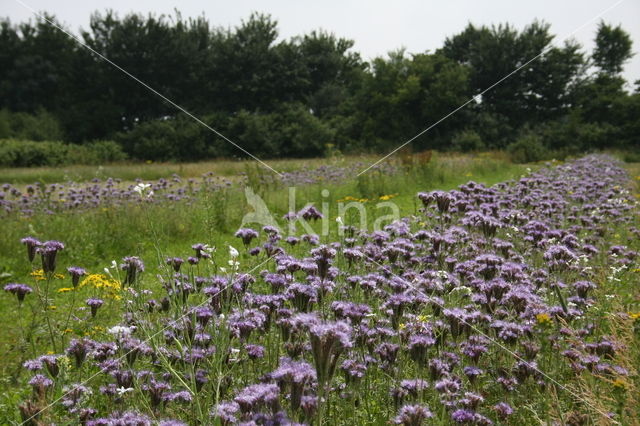 Bijenvoer (Phacelia tanacetifolia)