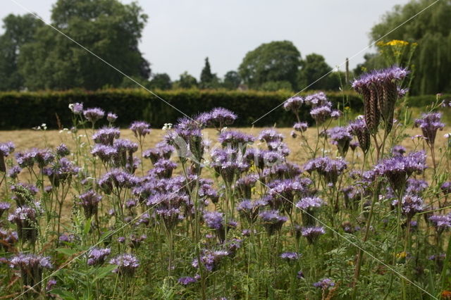 Lacy Phacelia (Phacelia tanacetifolia)