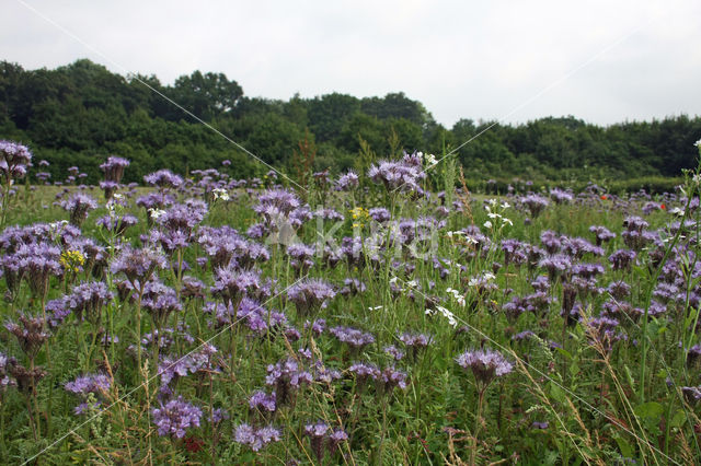 Lacy Phacelia (Phacelia tanacetifolia)