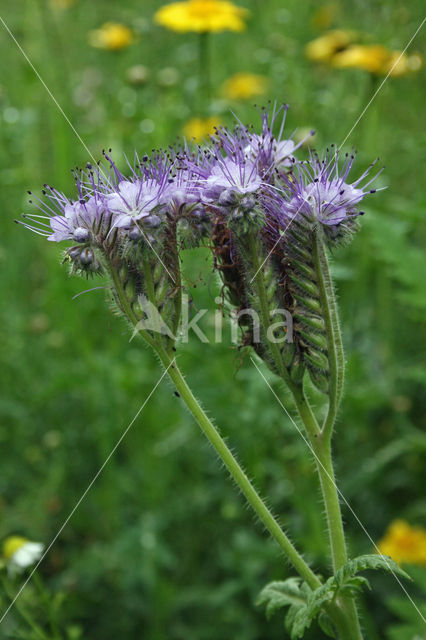 Bijenvoer (Phacelia tanacetifolia)