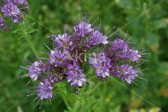 Bijenvoer (Phacelia tanacetifolia)