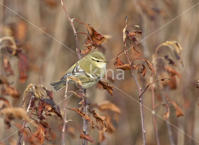 Bladkoning (Phylloscopus inornatus)