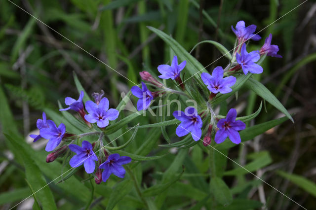 Blauw Parelzaad (Lithospermum purpurocaeruleum)