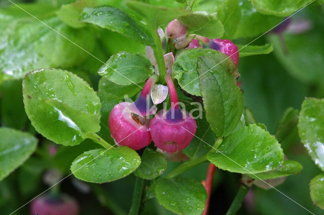 Blauwe bosbes (Vaccinium myrtillus)