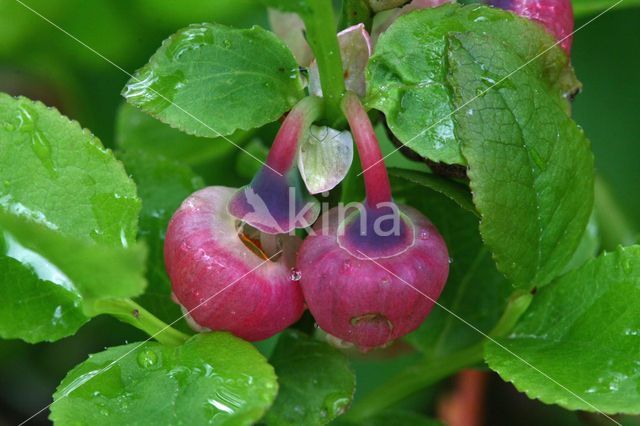 Blauwe bosbes (Vaccinium myrtillus)
