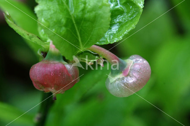 Blauwe bosbes (Vaccinium myrtillus)